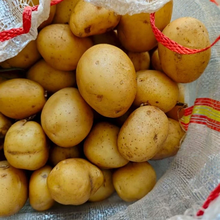 Export Fresh Potato suppliers