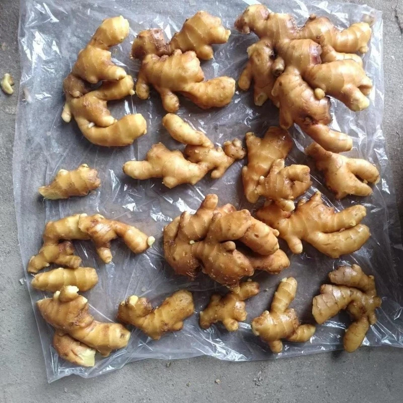 Organic Fresh Ginger factory